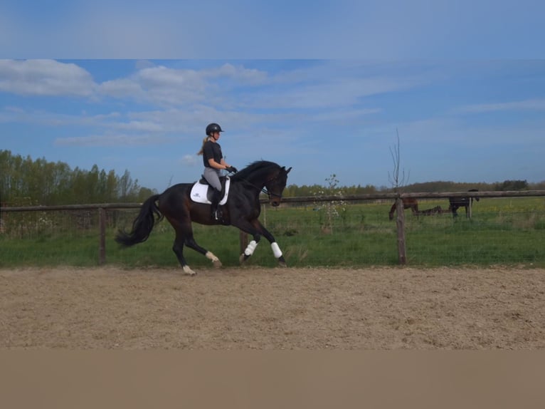 KWPN Semental 6 años 176 cm Castaño oscuro in Werkhoven