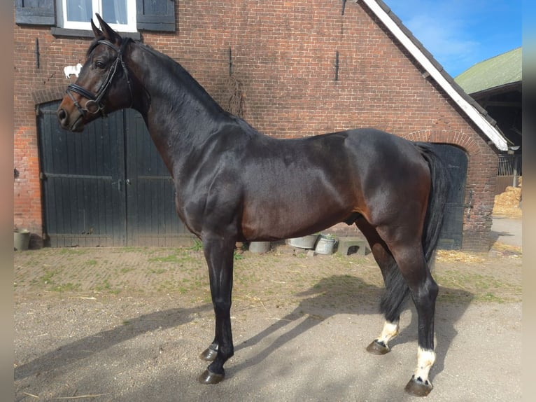 KWPN Semental 6 años 176 cm Castaño oscuro in Werkhoven