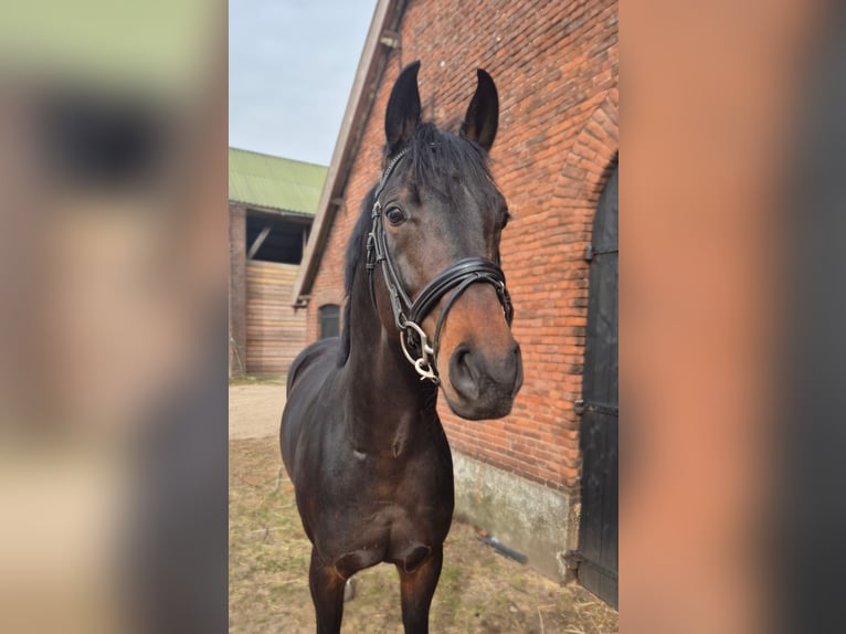 KWPN Semental 6 años 176 cm Castaño oscuro in Werkhoven