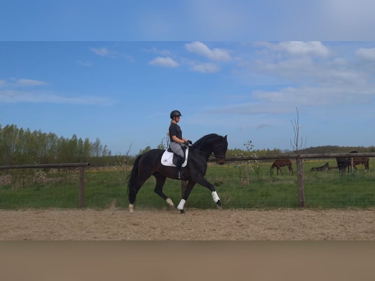 KWPN Semental 6 años 176 cm Castaño oscuro in Werkhoven
