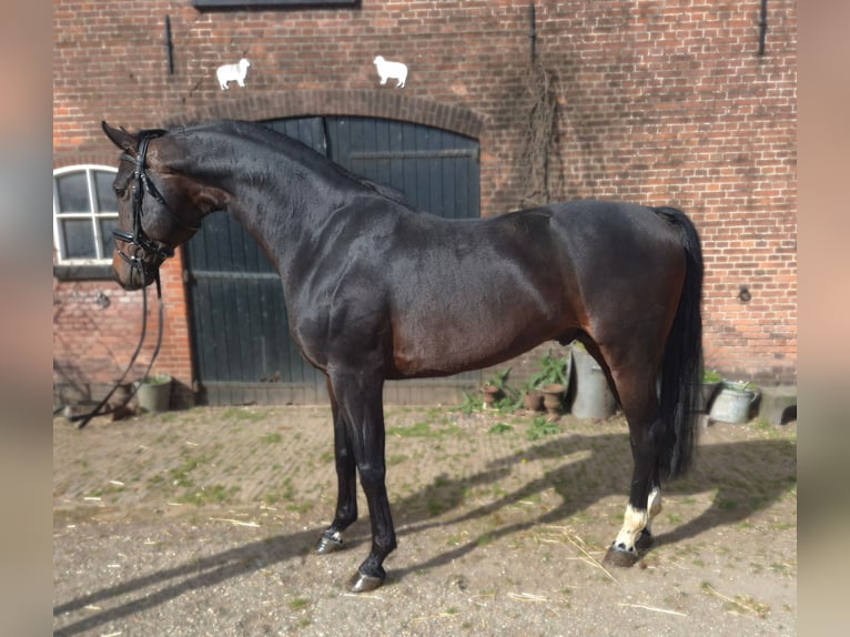 KWPN Semental 6 años 176 cm Castaño oscuro in Werkhoven