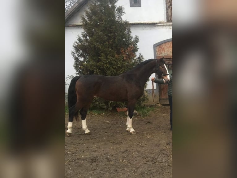KWPN Semental 7 años 165 cm Castaño rojizo in Biharnagybajom