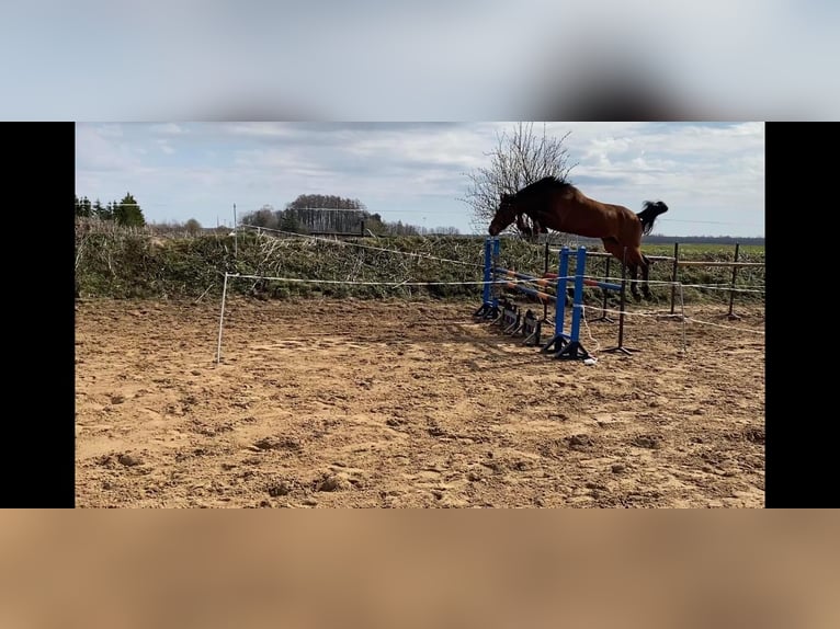 KWPN Semental 7 años 173 cm Castaño in Liepaja