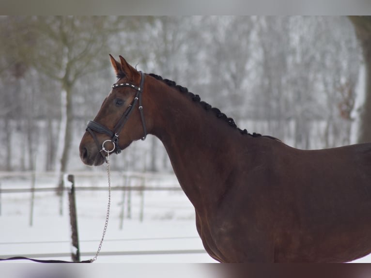 KWPN Semental 8 años 176 cm Alazán-tostado in Beilen