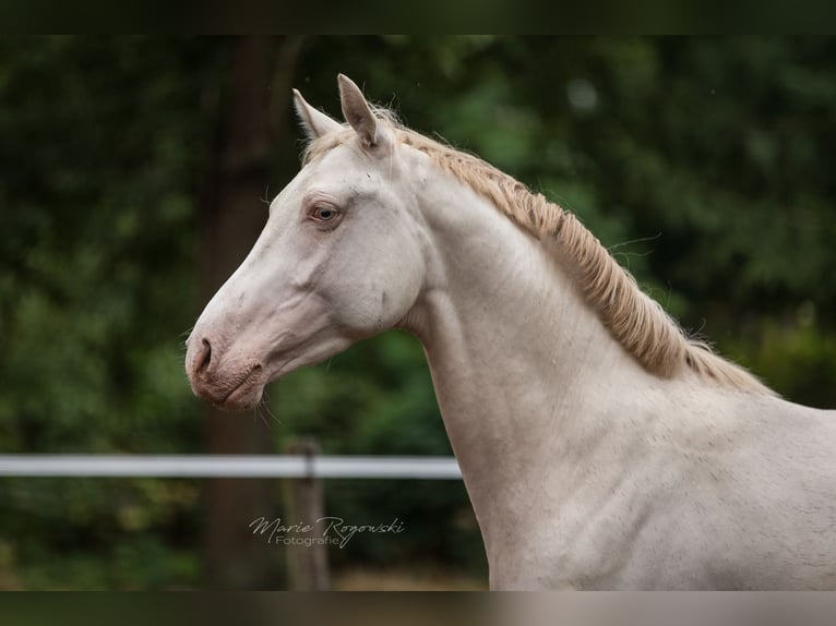 KWPN Semental 9 años 158 cm Cremello in Beaumont-Pied-de-Buf