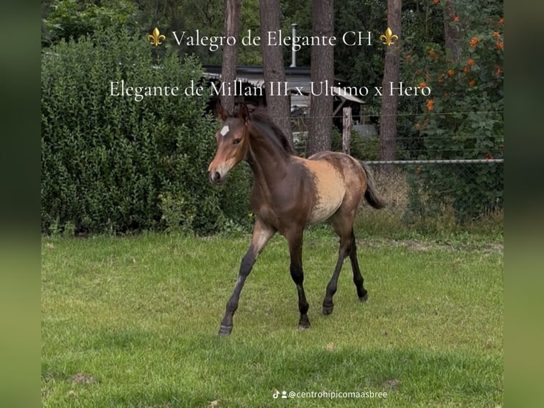 KWPN Semental Potro (04/2025) 170 cm in M&#xF6;nchengladbach