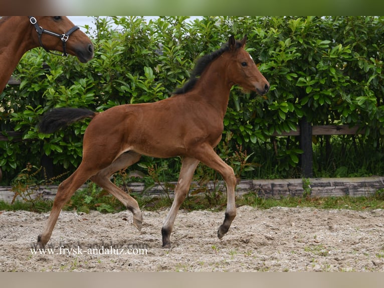 KWPN Semental Potro (04/2024) 170 cm Castaño in Mijnsheerenland