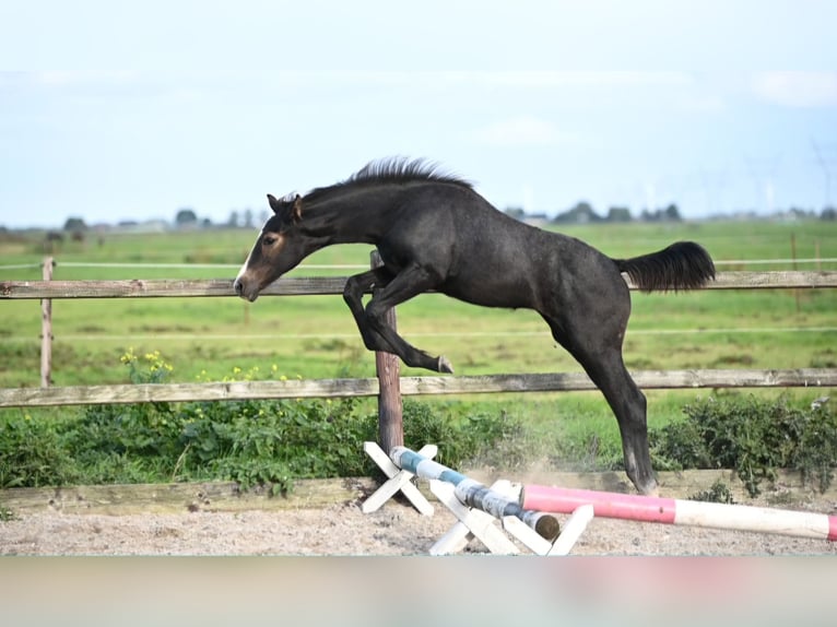 KWPN Semental Potro (05/2026) 170 cm Musgo in Oosterwolde Gld