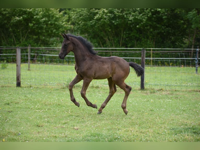 KWPN Semental Potro (03/2026) 170 cm Negro in Lelystad