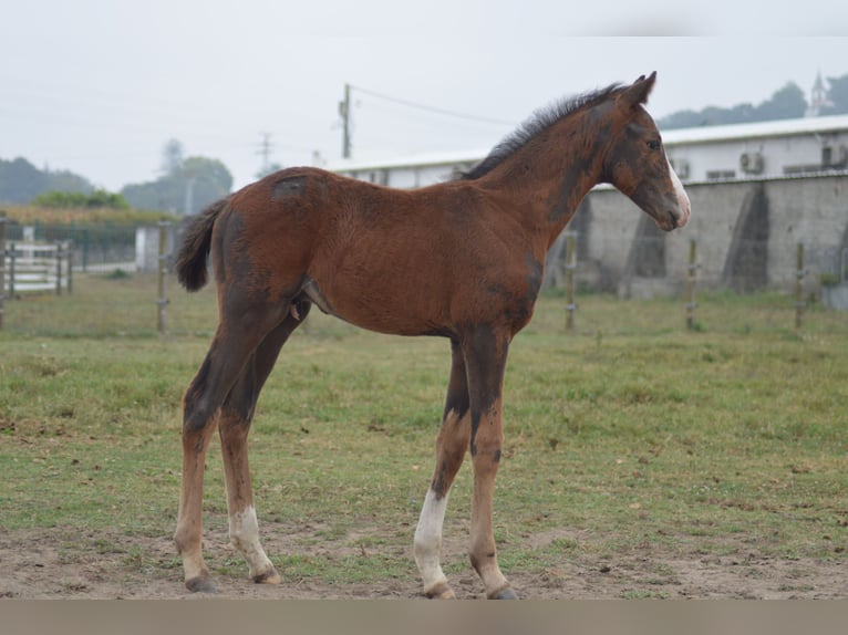 KWPN Semental Potro (08/2024) 175 cm Atigrado/Moteado in Murtosa