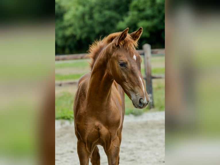 KWPN Semental Potro (05/2025) Alazán in Udenhout