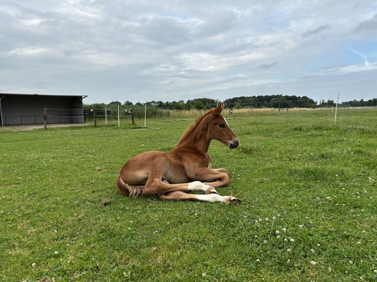 KWPN Semental Potro (05/2025) Alazán-tostado in Scharmer
