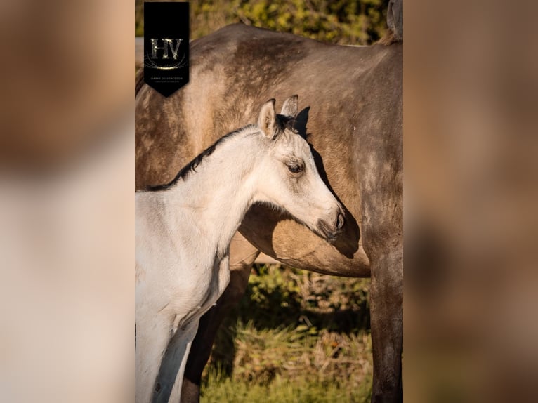 KWPN Semental Potro (01/2026) Buckskin/Bayo in Grury