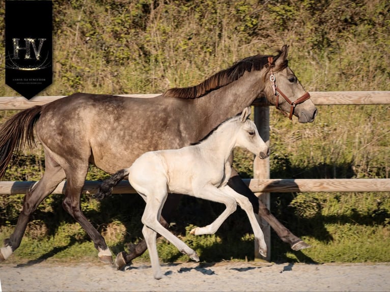 KWPN Semental Potro (01/2026) Buckskin/Bayo in Grury