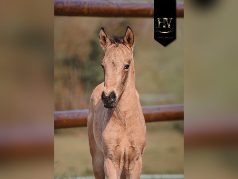 KWPN Semental Potro (01/2026) Buckskin/Bayo in Grury