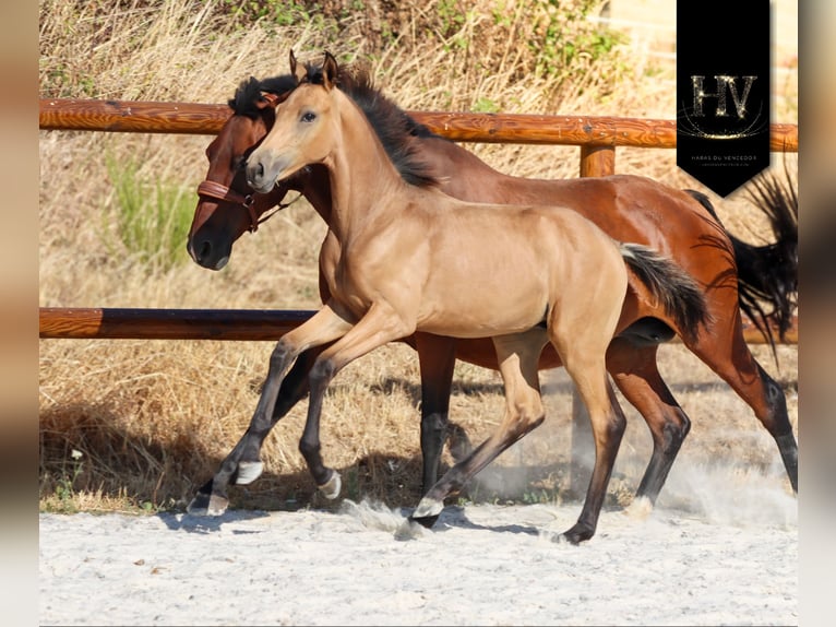KWPN Semental Potro (01/2026) Buckskin/Bayo in Grury