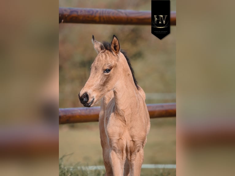 KWPN Semental Potro (01/2026) Buckskin/Bayo in Grury