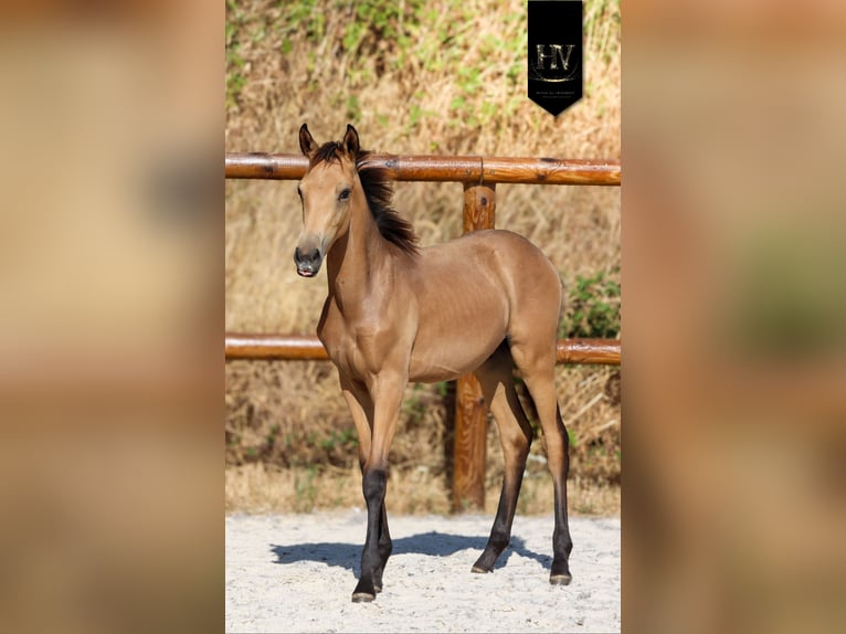 KWPN Semental Potro (01/2026) Buckskin/Bayo in Grury