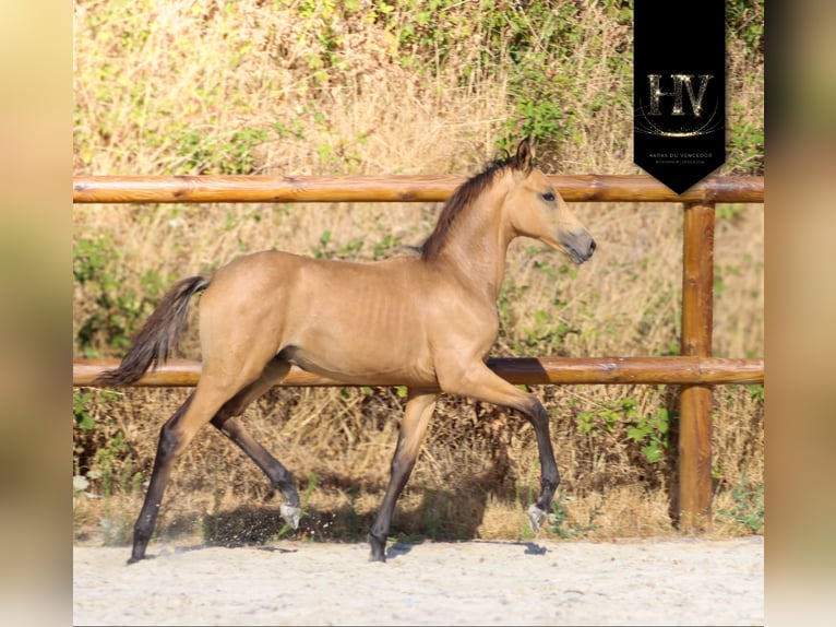 KWPN Semental Potro (01/2026) Buckskin/Bayo in Grury
