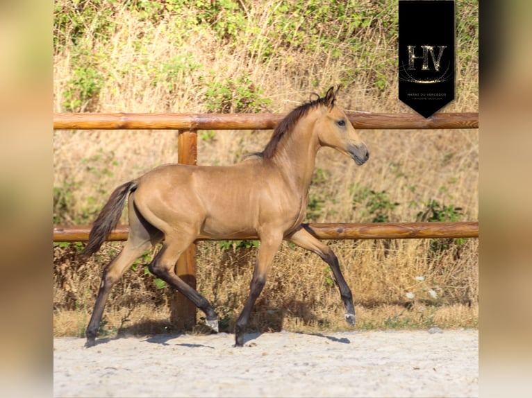 KWPN Semental Potro (01/2026) Buckskin/Bayo in Grury