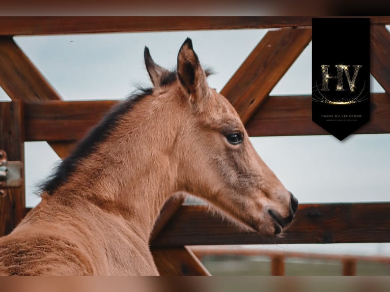 KWPN Semental Potro (01/2026) Buckskin/Bayo in Grury