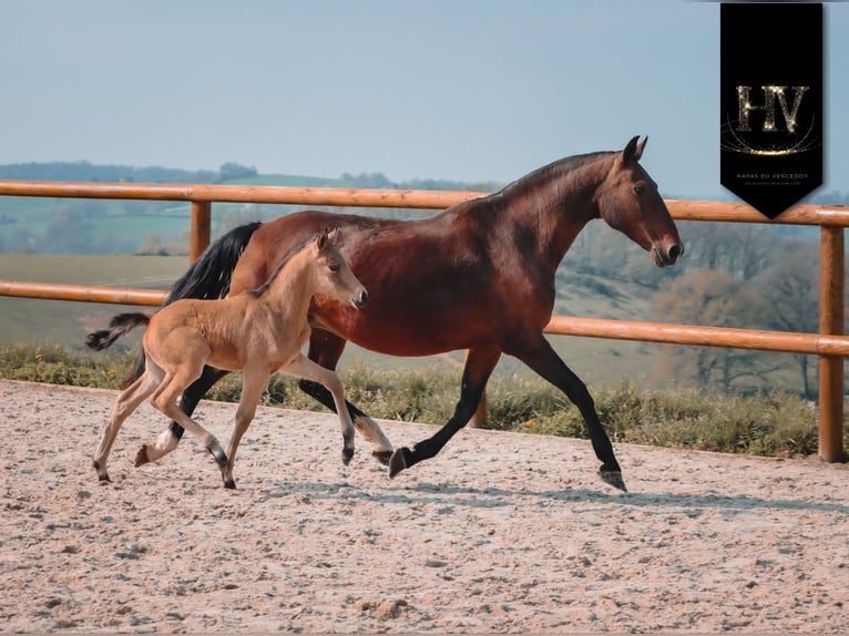 KWPN Semental Potro (01/2026) Buckskin/Bayo in Grury