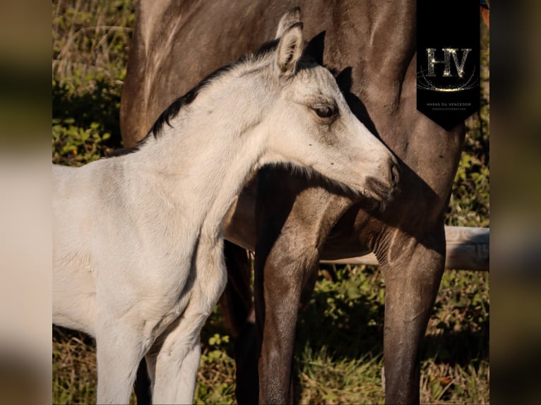 KWPN Semental Potro (01/2026) Buckskin/Bayo in Grury