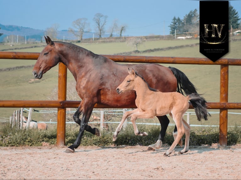 KWPN Semental Potro (01/2026) Buckskin/Bayo in Grury