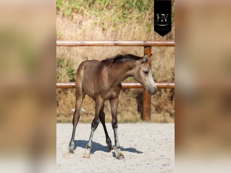KWPN Semental Potro (01/2026) Buckskin/Bayo in Grury