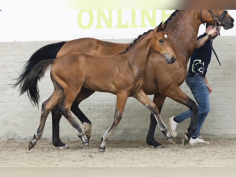 KWPN Semental Potro (04/2025) in Heerde