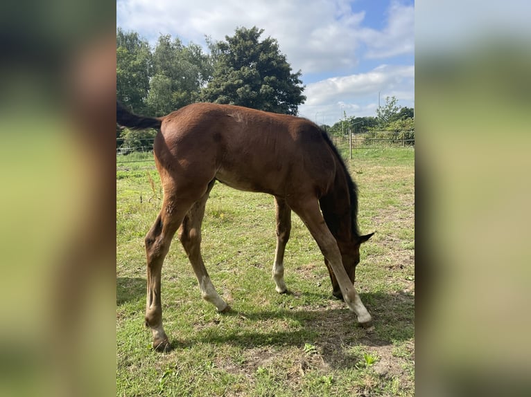 KWPN Semental  Castaño in Evergem