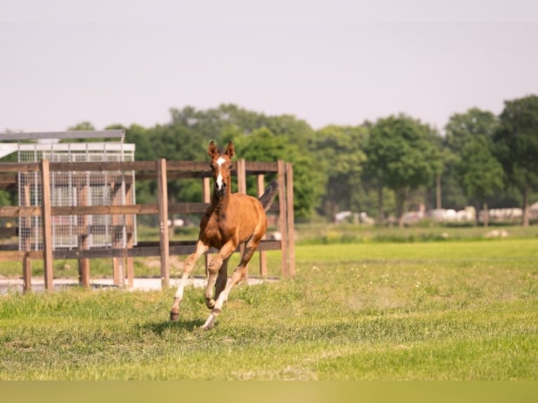 KWPN Semental  Castaño in Rijkevorsel