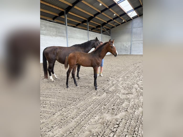 KWPN Semental  Castaño in Rijkevorsel