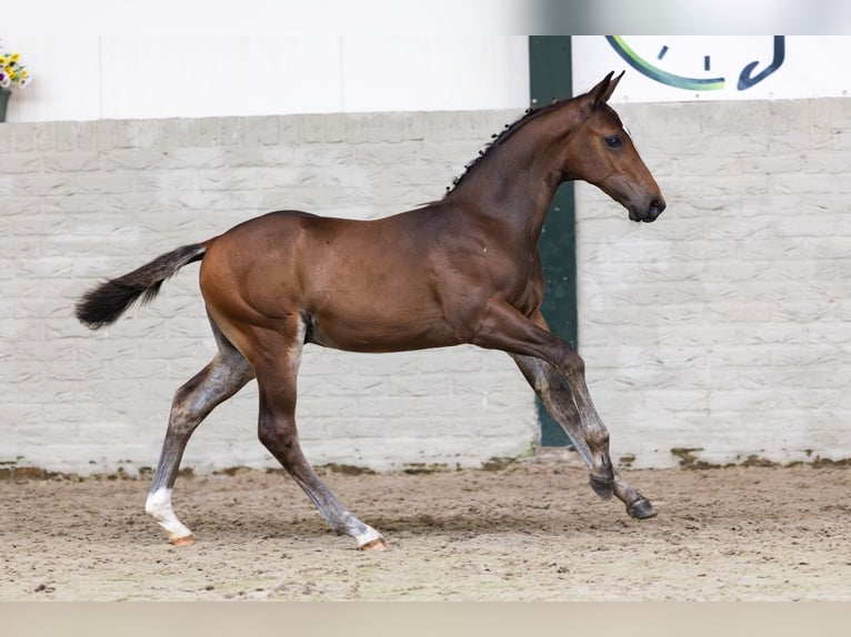 KWPN Semental Potro (04/2026) Castaño rojizo in Heerde