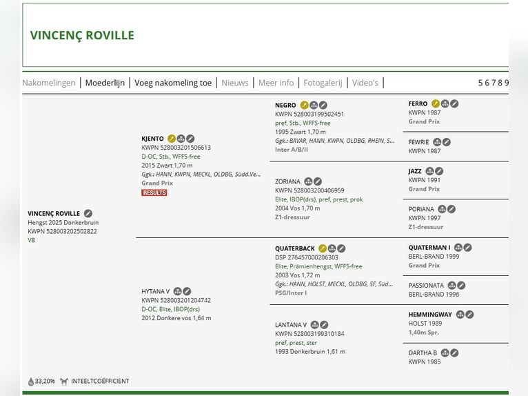 KWPN Semental Potro (04/2025) Morcillo in Zevenbergen