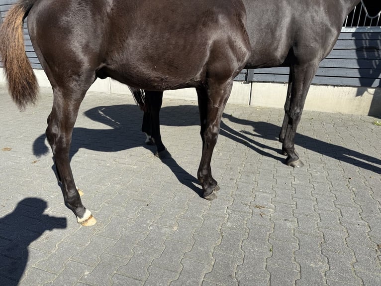 KWPN Semental Potro (05/2025) Negro in GROTE-BROGEL