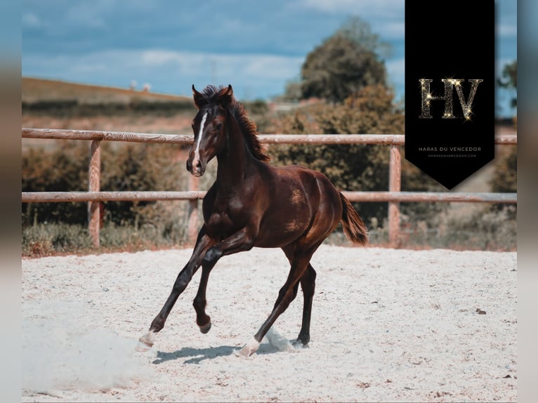 KWPN Semental Potro (01/2025) Negro in Marly-sous-Issy
