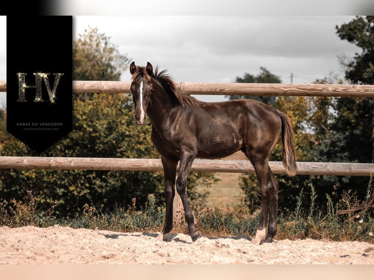KWPN Semental Potro (01/2025) Negro in Marly-sous-Issy