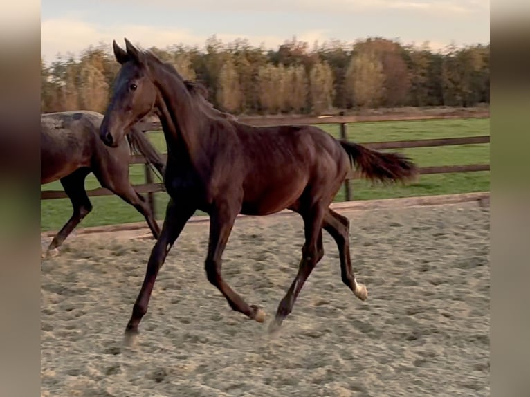 KWPN Semental Potro (05/2025) Negro in Vianen