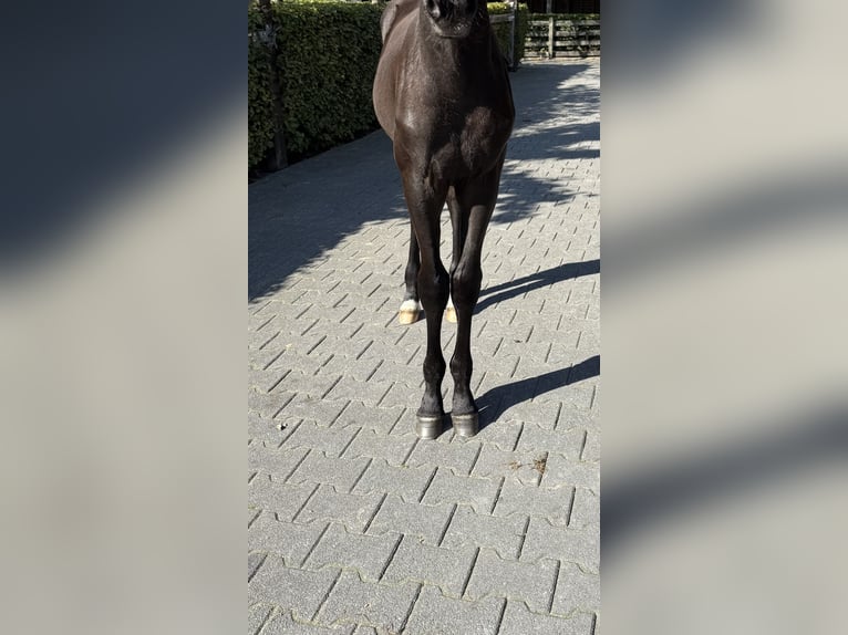 KWPN Semental Potro (05/2025) Negro in GROTE-BROGEL