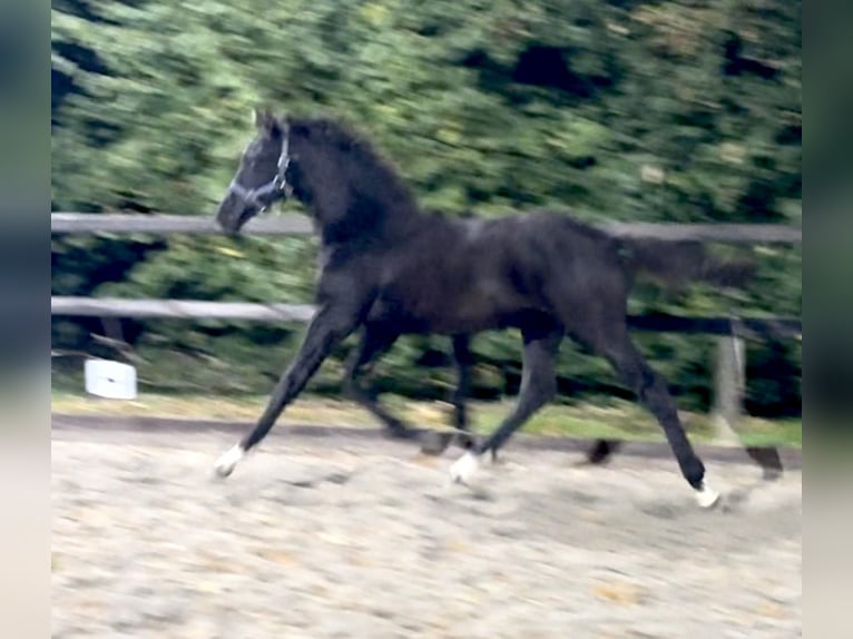 KWPN Semental Potro (04/2025) Negro in Siddeburen