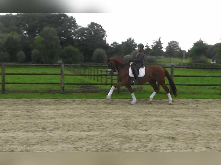 KWPN Stallion 10 years 16,1 hh Chestnut in Mönchengladbach