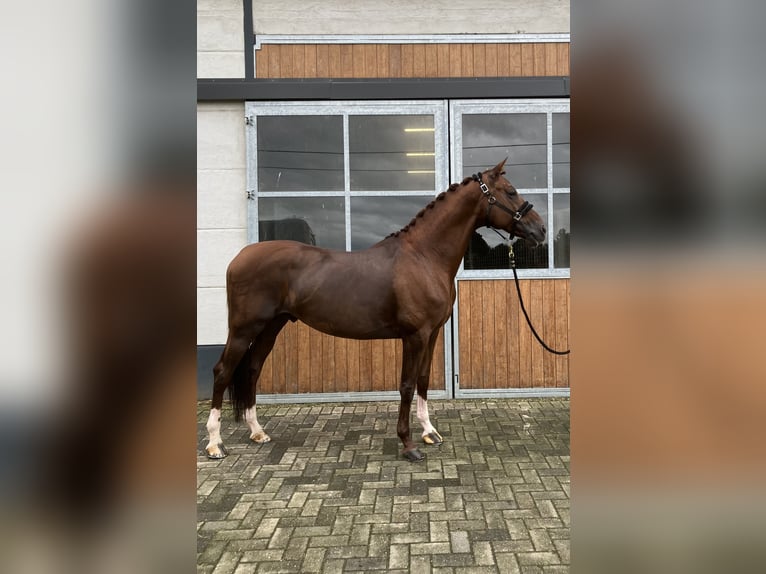 KWPN Stallion 10 years 16,1 hh Chestnut in Mönchengladbach