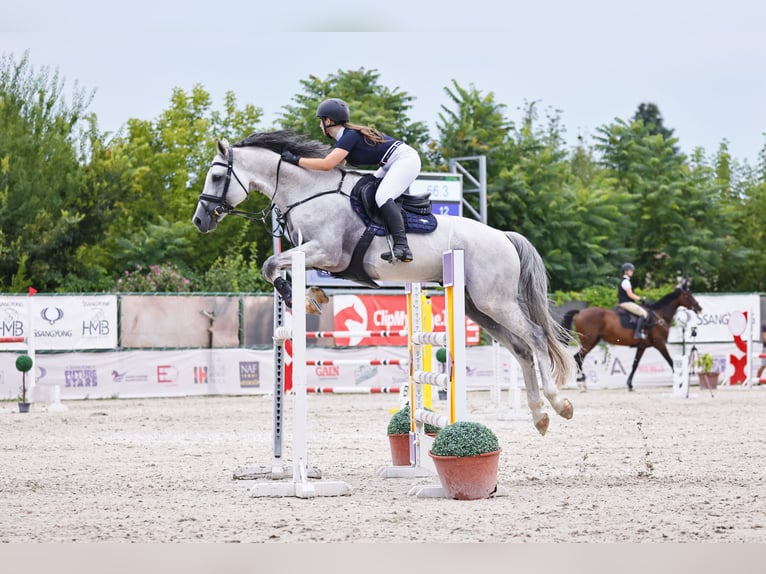 KWPN Stallion 10 years 16,3 hh Gray in Budapest, Hungary