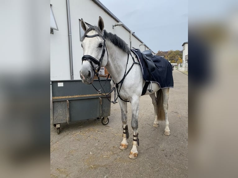 KWPN Stallion 10 years 16,3 hh Gray in Budapest, Hungary