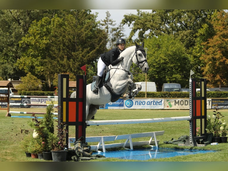 KWPN Stallion 10 years 16,3 hh Gray in Budapest, Hungary