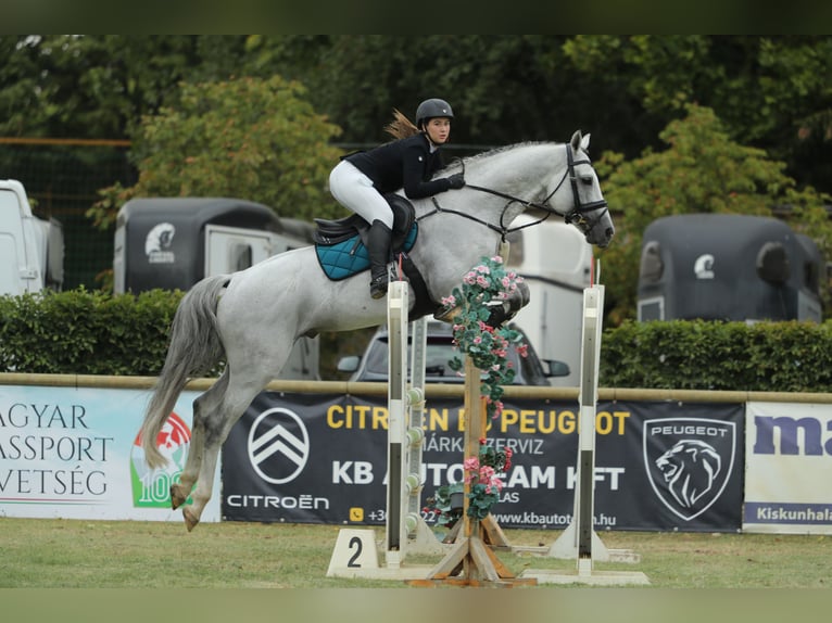 KWPN Stallion 10 years 16,3 hh Gray in Budapest, Hungary