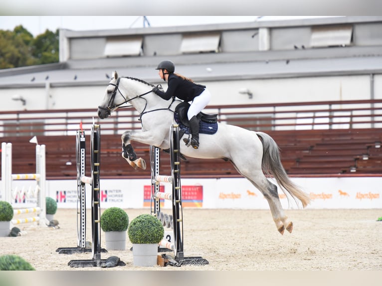 KWPN Stallion 10 years 16,3 hh Gray in Budapest, Hungary