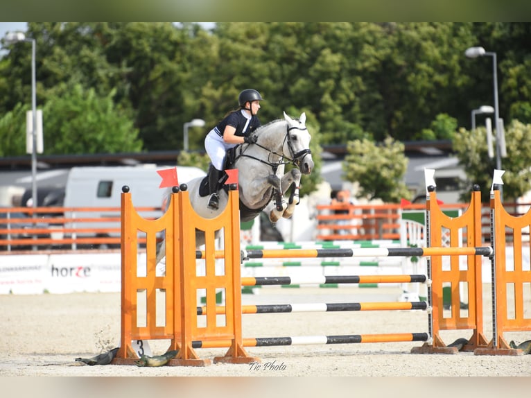 KWPN Stallion 10 years 16,3 hh Gray in Budapest, Hungary