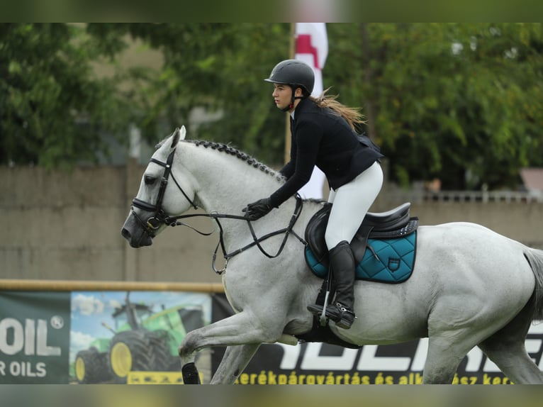 KWPN Stallion 10 years 16,3 hh in Budapest, Hungary